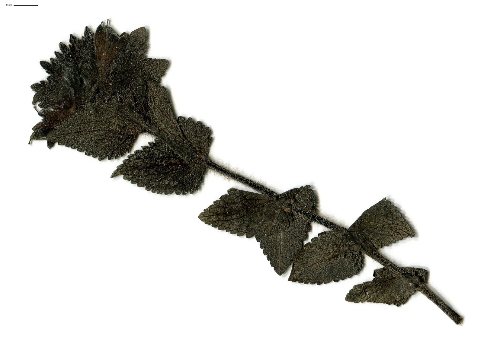 Bartsia alpina (Orobanchaceae)
